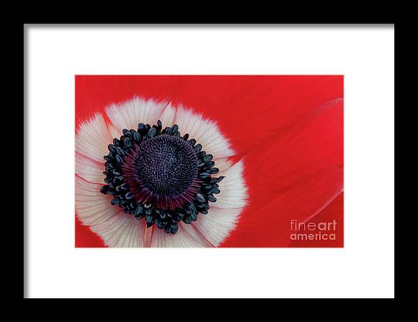 Angelini Framed Print featuring the photograph Red and White Anemone visit www.AngeliniPhoto.com for more by Mary Angelini