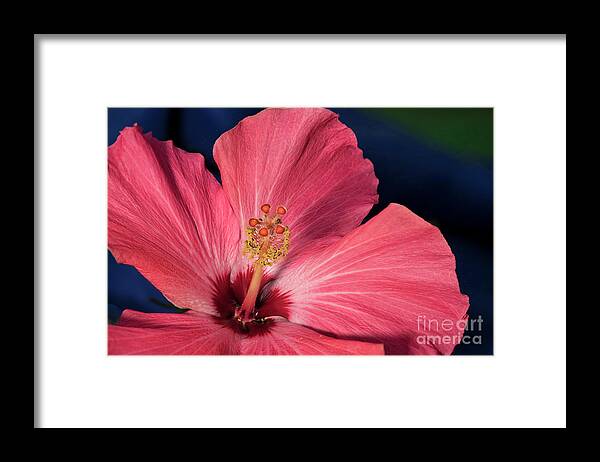 21st Century Framed Print featuring the photograph Red and White Hibiscus by Norman Gabitzsch