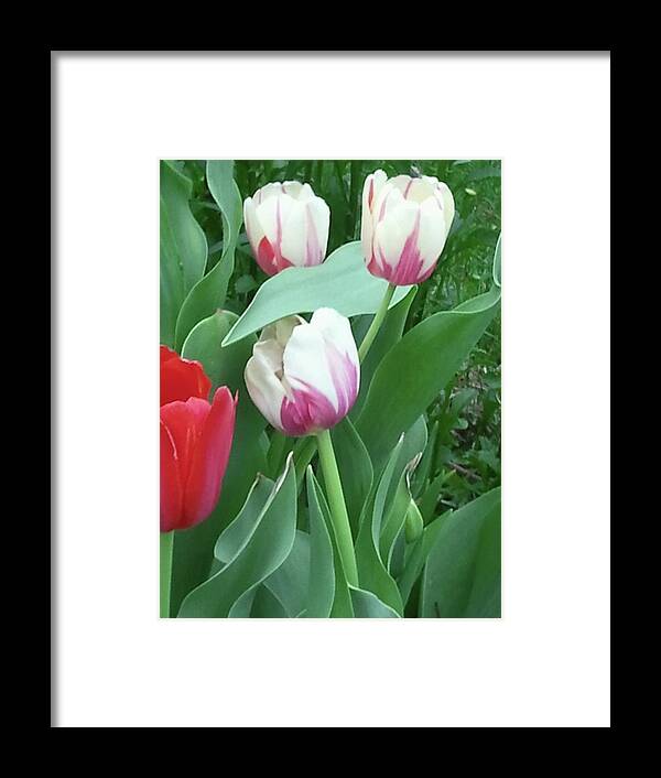 Tulips Framed Print featuring the photograph Red and White Tulips by Tim Donovan