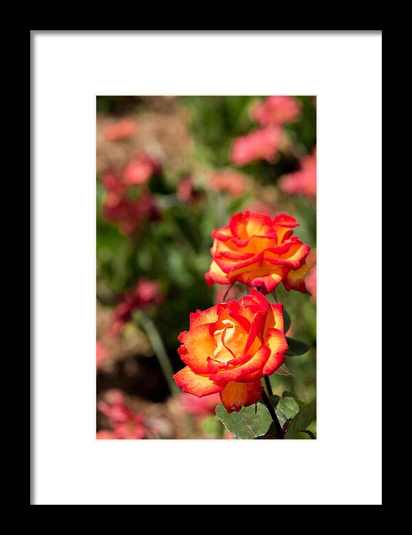Flowers Framed Print featuring the photograph Red and Yellow Roses by Garry Loss