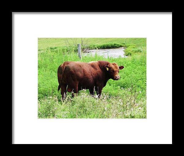 Bovine Framed Print featuring the photograph Red Angus Bull by J L Zarek