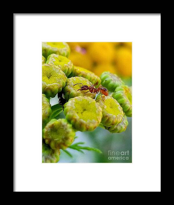 Sea Framed Print featuring the photograph Red Ant by Michael Graham