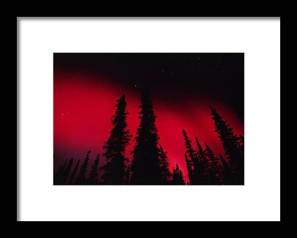 Mp Framed Print featuring the photograph Red Aurora Borealis Over Boreal Forest by Michael Quinton