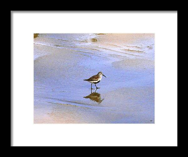 Sandpiper Framed Print featuring the photograph Red-Backed Sandpiper by Will Borden