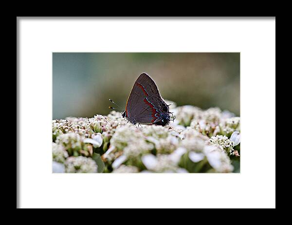 Red Framed Print featuring the photograph Red banded hairstreak butterfly by James Smullins
