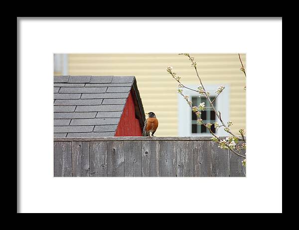 Robin Framed Print featuring the photograph Red Barn Robin by Kristine Patti Fine Art Photography