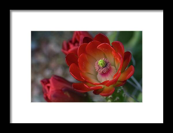 Claret Cup Cactus Framed Print featuring the photograph Red Beauty by Saija Lehtonen