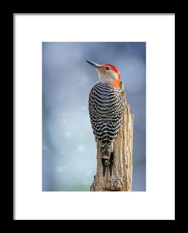 Red-bellied Woodpecker Framed Print featuring the photograph Red-Belly Back Profile by Bill and Linda Tiepelman