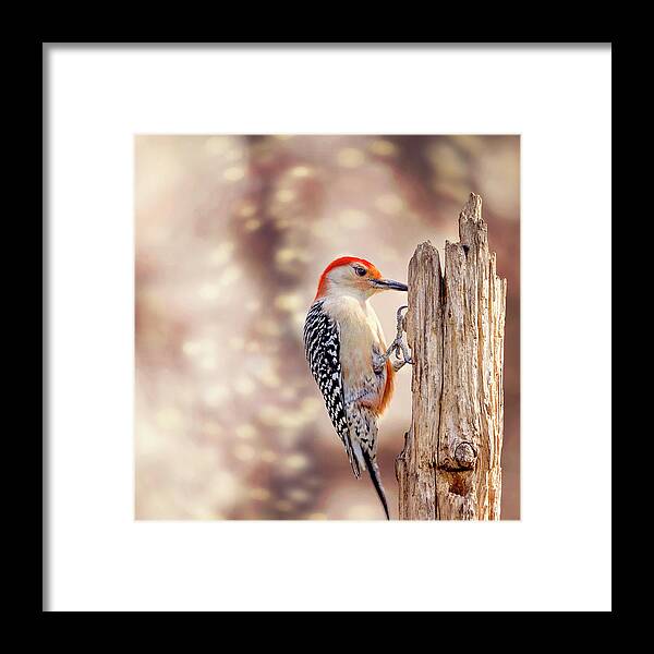 Red-bellied Woodpecker Framed Print featuring the photograph Red Belly Soft Bokeh by Bill and Linda Tiepelman