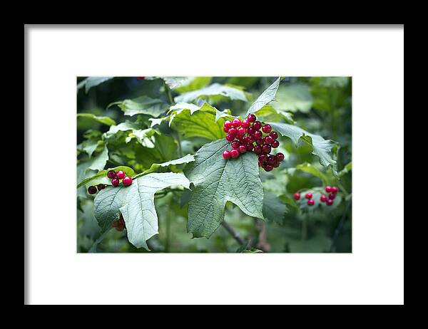 Flora Framed Print featuring the photograph Red berries by Helga Novelli