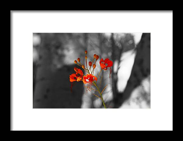Crimson Red Framed Print featuring the photograph Red Bird Of Paradise by Colleen Cornelius