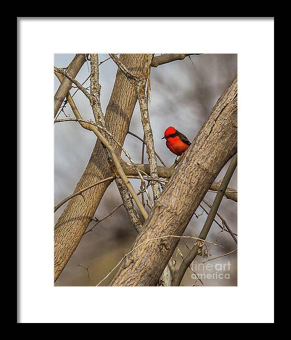 Bird Framed Print featuring the photograph Red Bird by Randy Jackson