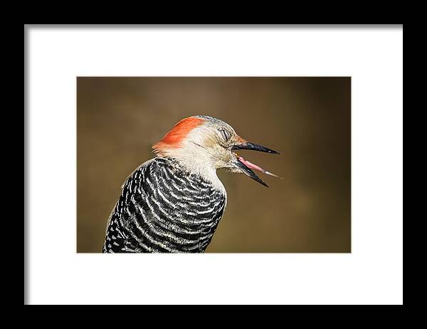 Bird Framed Print featuring the photograph Red-Bellied Woodpecker by Kevin Giannini