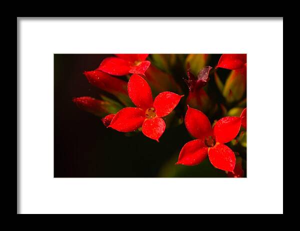 Red Framed Print featuring the photograph Red blooms by James Smullins