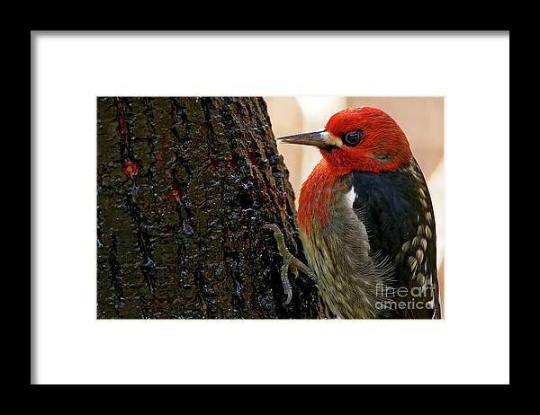 Red-breasted Sapsucker Framed Print featuring the photograph Red-breasted Sapsucker by Sue Harper
