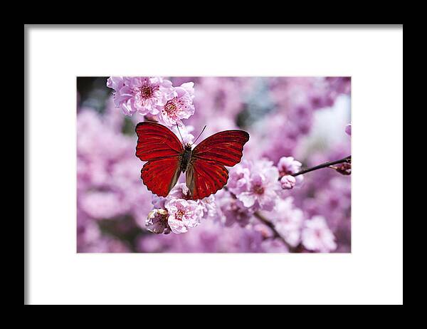 Red Framed Print featuring the photograph Red butterfly on plum blossom branch by Garry Gay