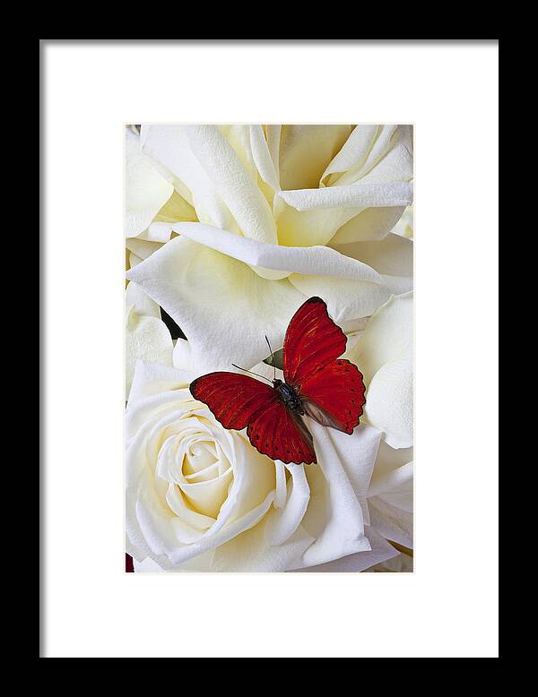 Red Framed Print featuring the photograph Red butterfly on white roses by Garry Gay