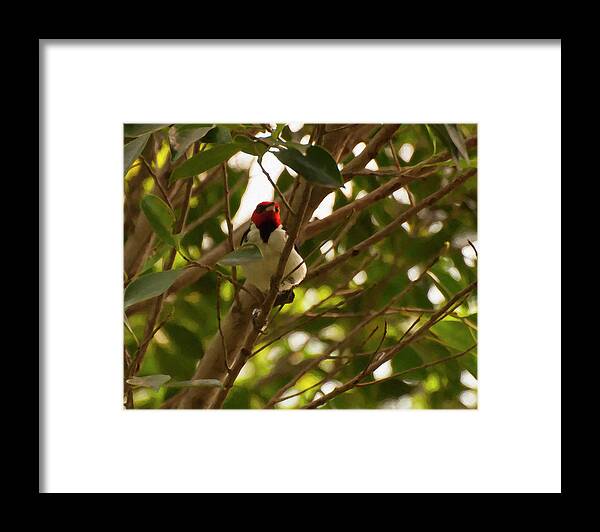 Red Capped Cardinal Framed Print featuring the photograph Red-Capped Cardinal digital oil by Flees Photos