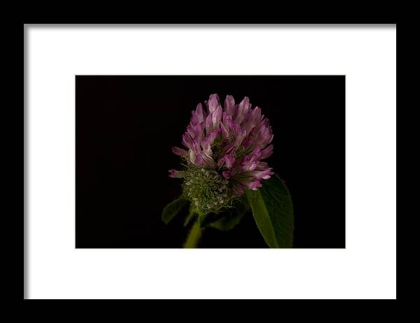 Clover Framed Print featuring the photograph Red Clover by Cheryl Day