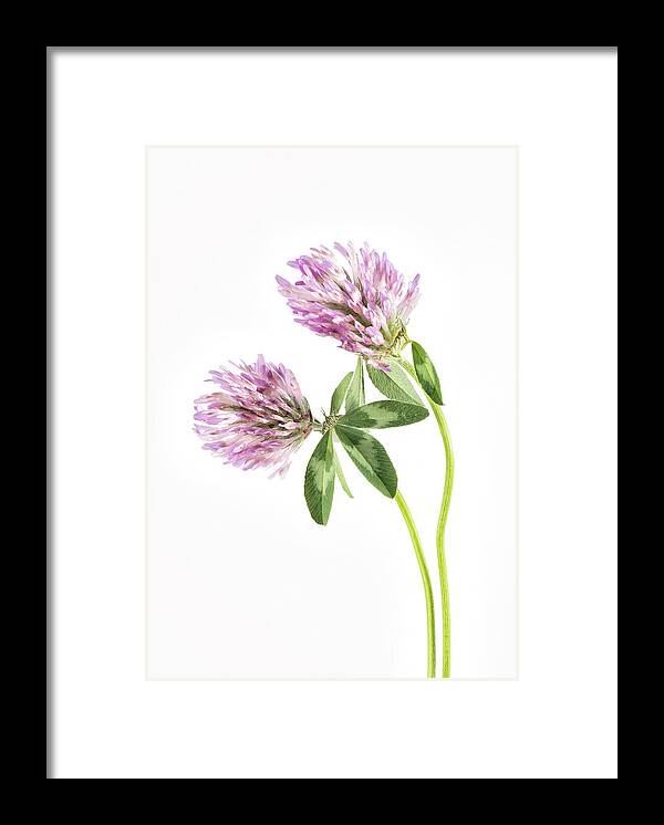 Flower Framed Print featuring the photograph Red Clover on a white background. by John Paul Cullen