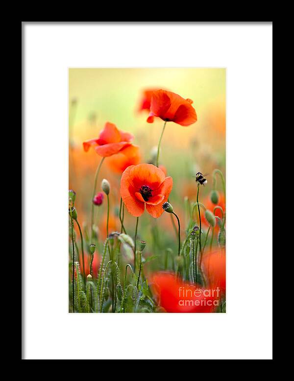 Poppy Framed Print featuring the photograph Red Corn Poppy Flowers 06 by Nailia Schwarz