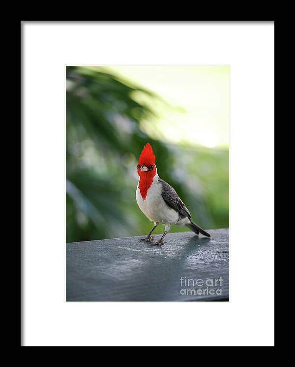 Red-crested-cardinal Framed Print featuring the photograph Red Crested Cardinal Bird Standing on a Railing by DejaVu Designs