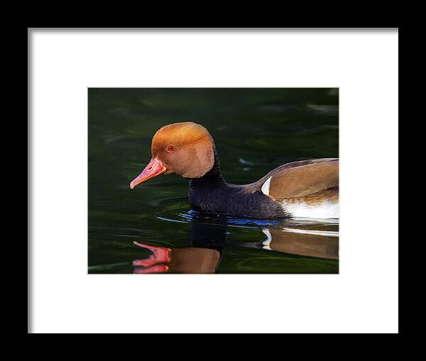 Red-crested Framed Print featuring the photograph Red-crested pochard, netta rufina, duck by Elenarts - Elena Duvernay photo