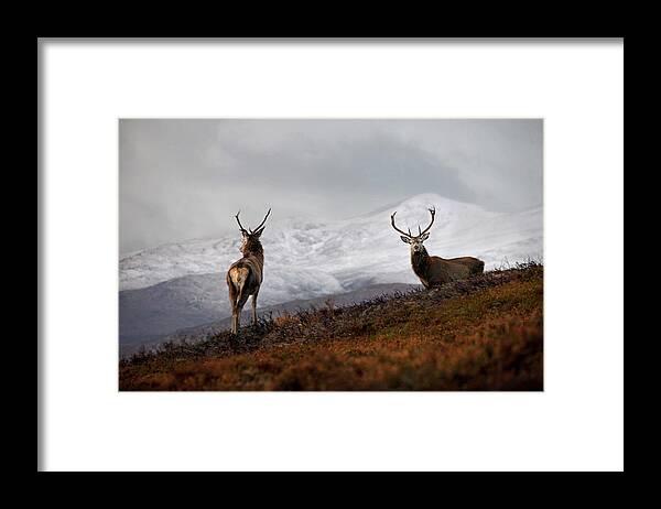 Red Deer Stags Framed Print featuring the photograph Red Deer Stags by Gavin MacRae