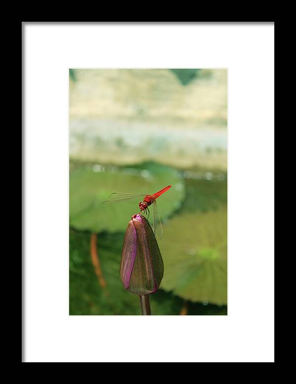 Dragonfly Framed Print featuring the photograph Red Dragonfly at Lady Buddha by Samantha Delory
