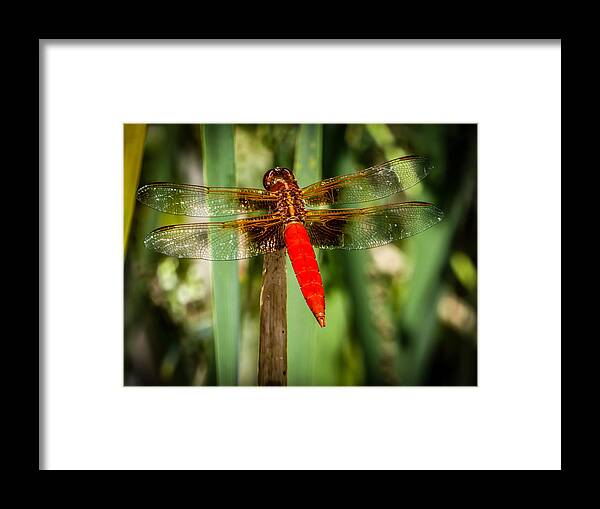 Dragonfly Framed Print featuring the photograph Red Dragonfly by Pamela Newcomb