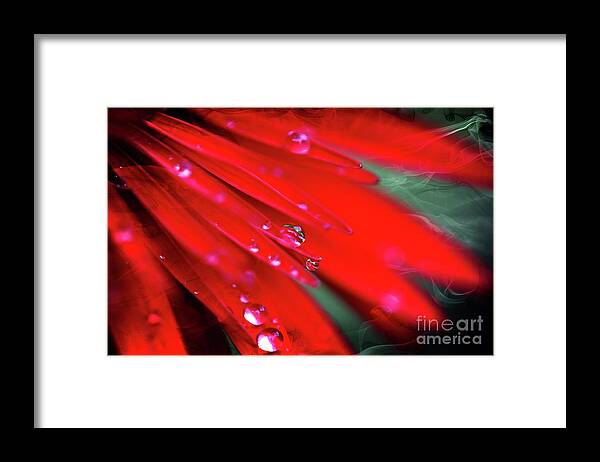 Flowers Framed Print featuring the photograph Red droplets by Yumi Johnson