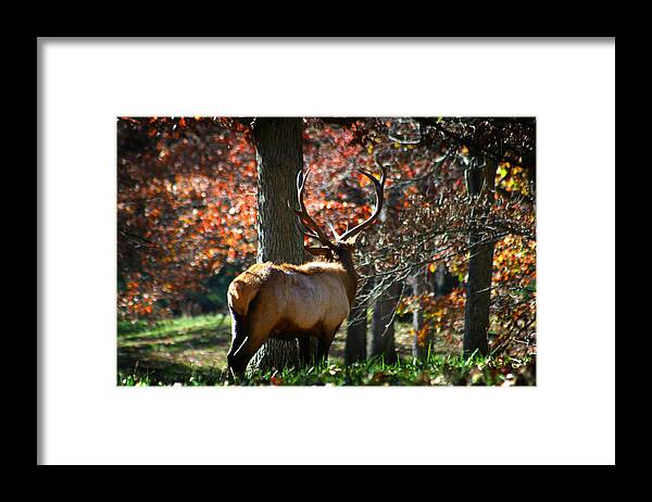 Elk Framed Print featuring the photograph Red Elk by Anthony Jones