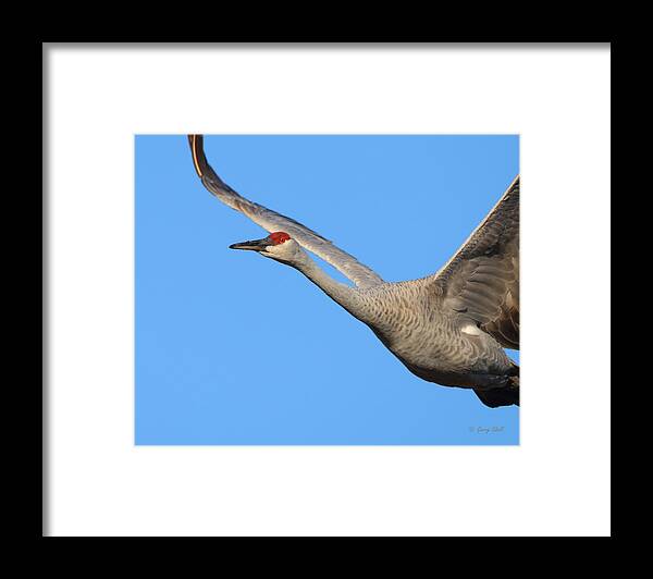 Nature Framed Print featuring the photograph Red Eye Flight by Gerry Sibell