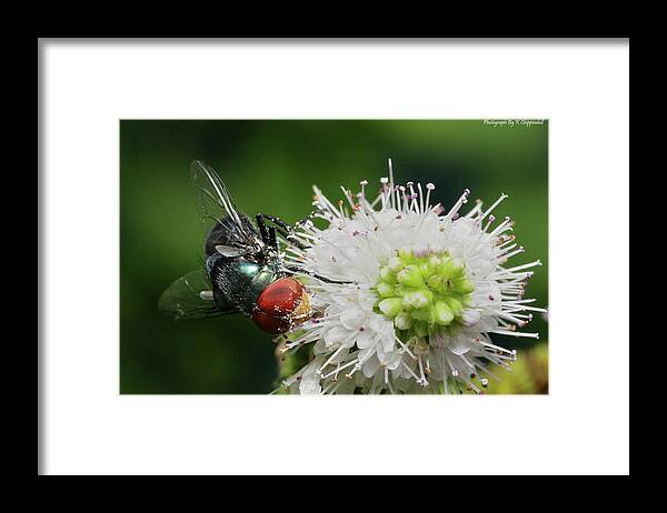 Flies Framed Print featuring the digital art Red eyes 999 by Kevin Chippindall