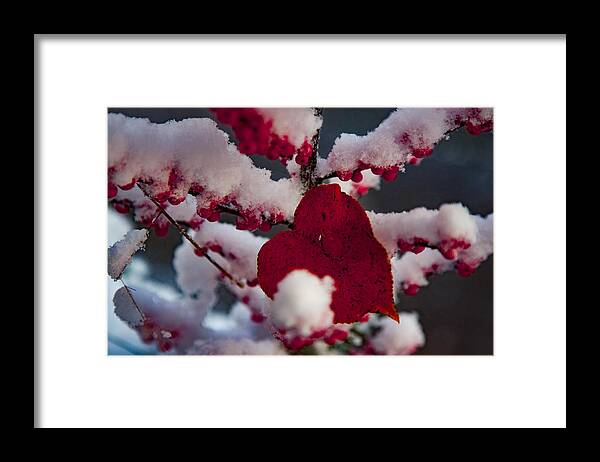 Salem Framed Print featuring the photograph Red fall leaf on snowy red berries by Jeff Folger