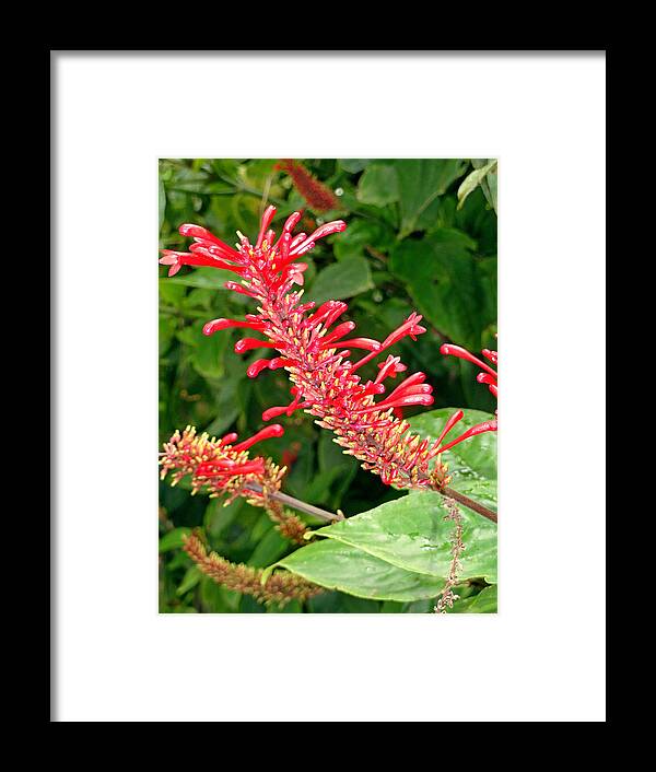 Hawaii Framed Print featuring the photograph Red Fingerlings by Robert Meyers-Lussier