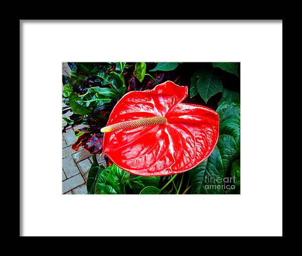 Flower Framed Print featuring the photograph Red Flamingo Flower by Sue Melvin