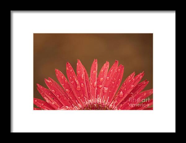 Flower Framed Print featuring the photograph Red Flower 1 of 2 by Jonathan Harper