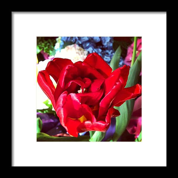  Framed Print featuring the photograph Red Flower by Juan Silva