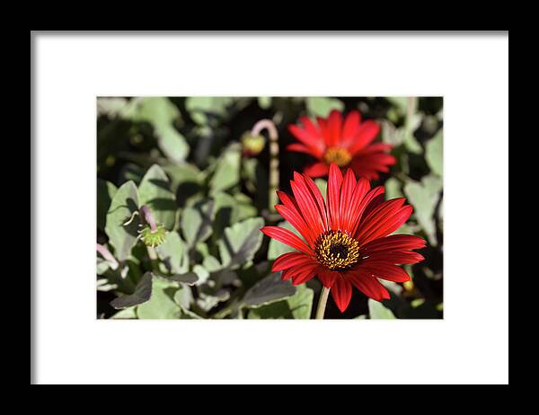 Flower Framed Print featuring the photograph Red Flowers Close Up by John Roberts