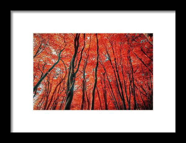 Red Forest Framed Print featuring the photograph Red Forest of Sunlight by John Williams