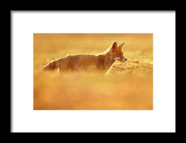 Red Fox Framed Print featuring the photograph Red Fox in Red Light II by Roeselien Raimond