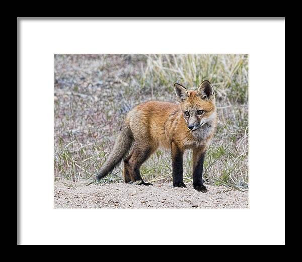 Bill Kesler Photography Framed Print featuring the photograph Red Fox Kit by Bill Kesler