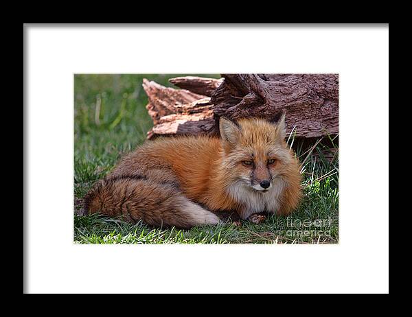 Photographs Framed Print featuring the photograph Red Fox by Laurinda Bowling