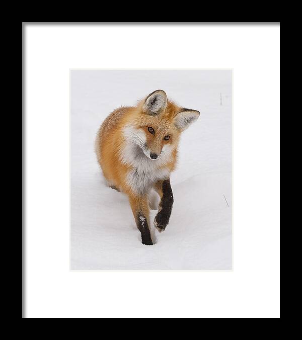 Red Fox Framed Print featuring the photograph Red Fox Portrait by Mark Miller