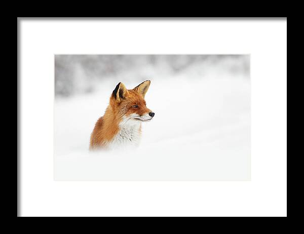 Fox Framed Print featuring the photograph Red Fox out of the Blue by Roeselien Raimond