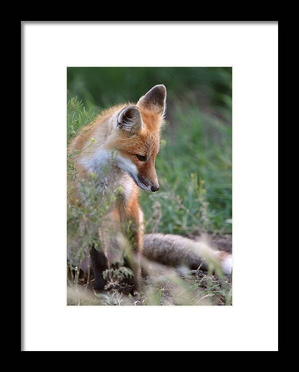 Red Fox Framed Print featuring the digital art Red Fox pup outside its den by Mark Duffy