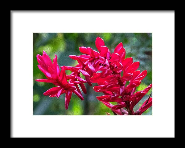 Flowers Framed Print featuring the photograph Red Ginger Flower by Roberta Kayne