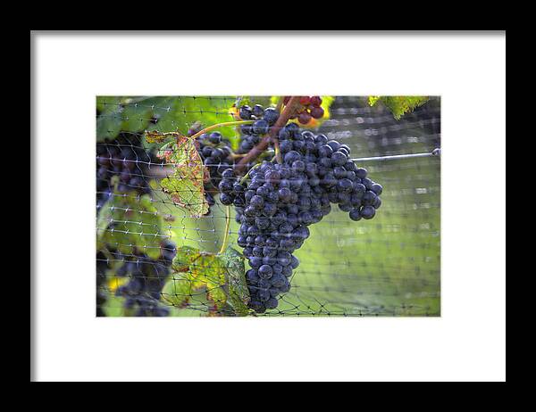 Grapes Framed Print featuring the photograph Red grapes by Steve Gravano