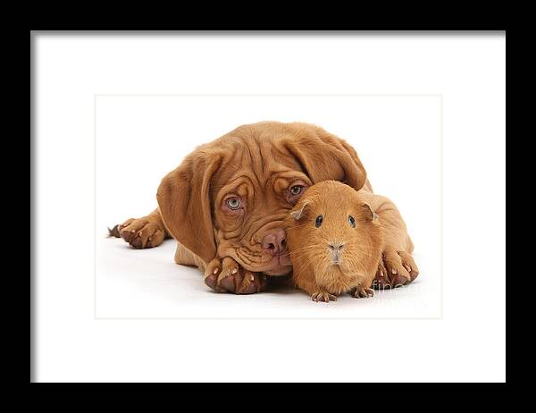 Guinea Pig Framed Print featuring the photograph Red Guinea pig and Dogue de Bordeaux by Warren Photographic